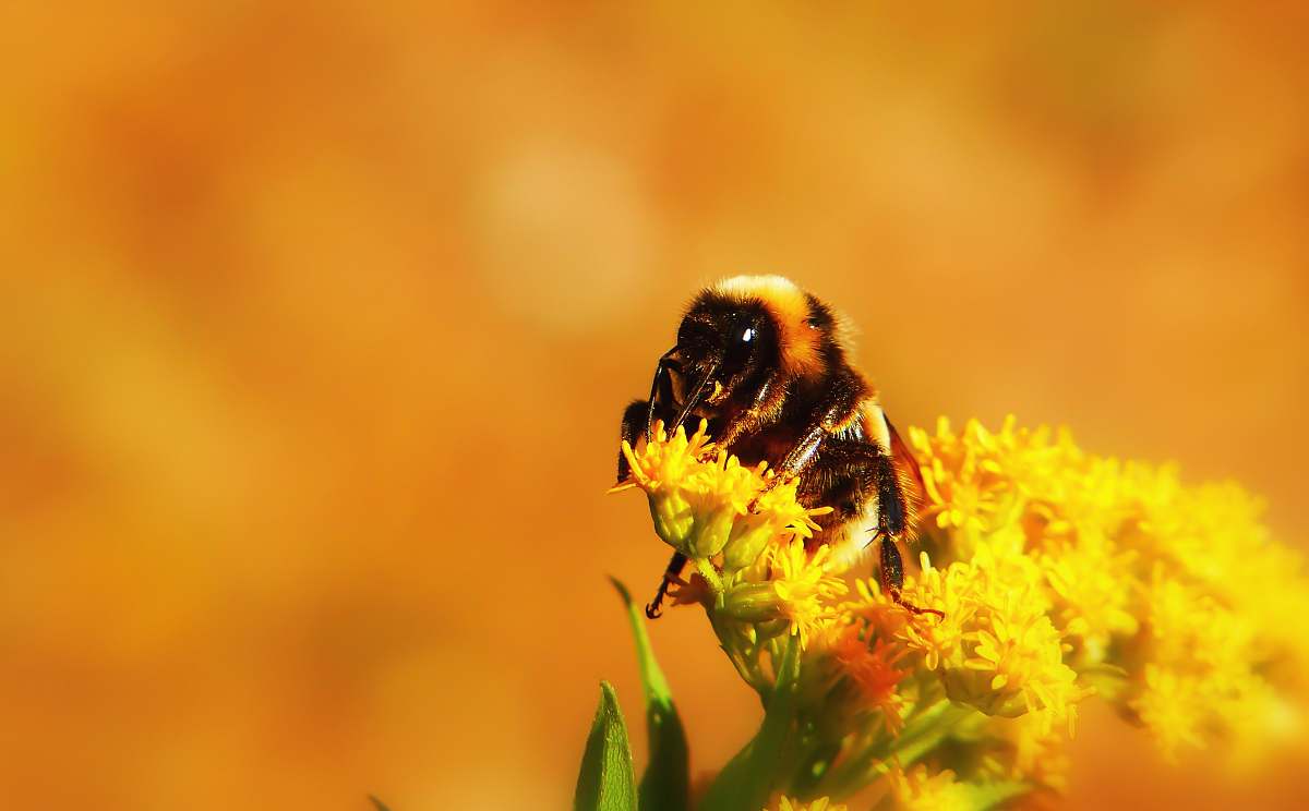 honey bee yellow bee on flower invertebrate